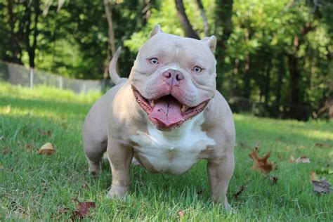 micro bully puppy for sale|exotic pocket bullies for sale.